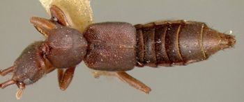 Media type: image;   Entomology 27523 Aspect: habitus dorsal view